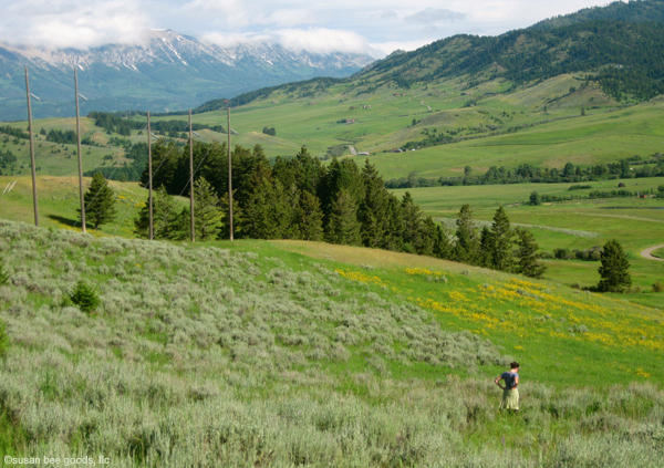 © susan bee goods, llc